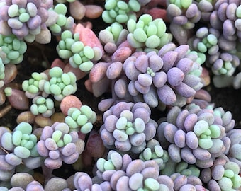 Sedum dasyphyllum 'Minor' - rainbow succulent plant; shown in 4" pot; drought-tolerant, housewarming, ground cover, succulent for arrangemen