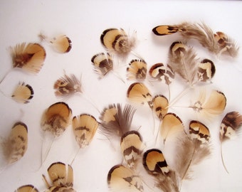Tribal Mix Natural Reeves Pheasant vernary pheasant feathers 24 natural pheasant brown beige