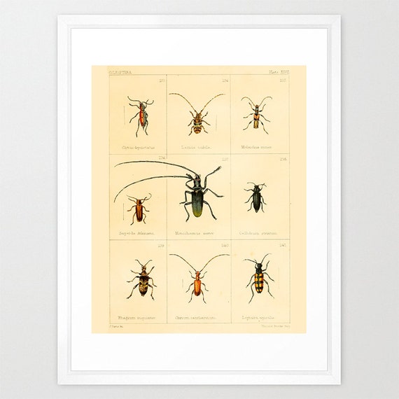 Insect Poster Bug Poster Antique Insect Print Insect Art