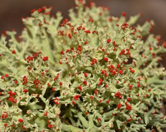 All Natural British Soldier Lichen Matchstick Lichen