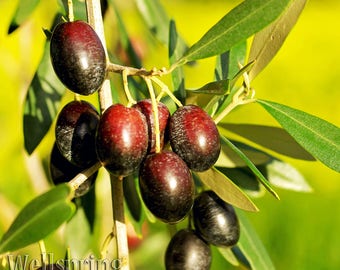 Chemlali Olive Tree Live Plant food garden