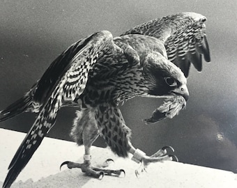 Vintage photo black and white hawk with feather in mouth photo by Henry F Zeman