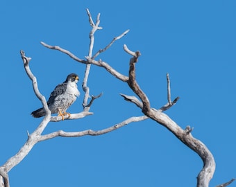 Peregrine Falcon Photo