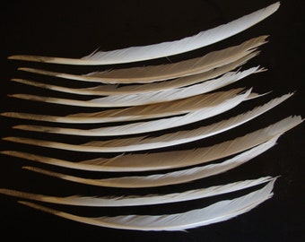 10 Turkey Feathers - Cruelty Free