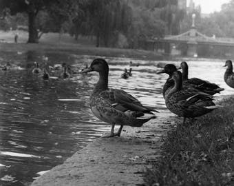 Boston Public Garden Ducks