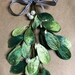 Beautiful Velvet millinery mistletoe