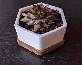 Small Hexagonal Planter with Water Tray