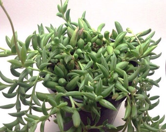 Senecio radicans 'String of Bananas'