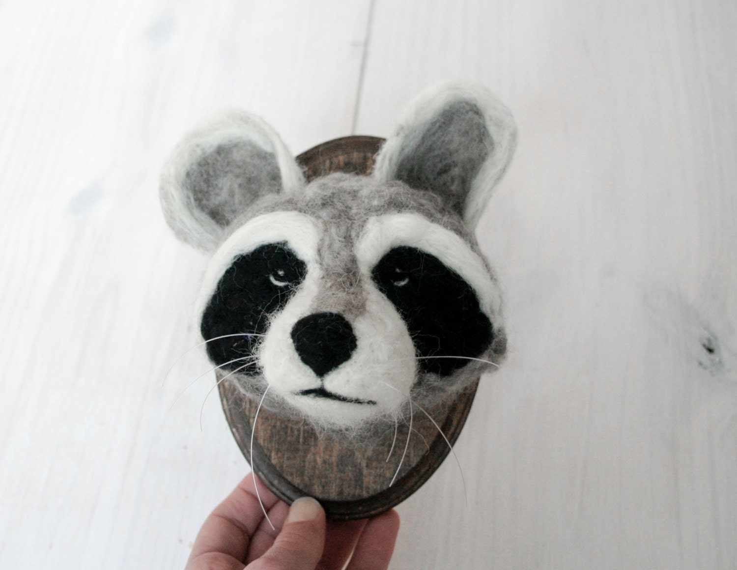 stuffed raccoon taxidermy