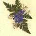 Note Card Ivory with Larkspur with Real Pressed Flowers