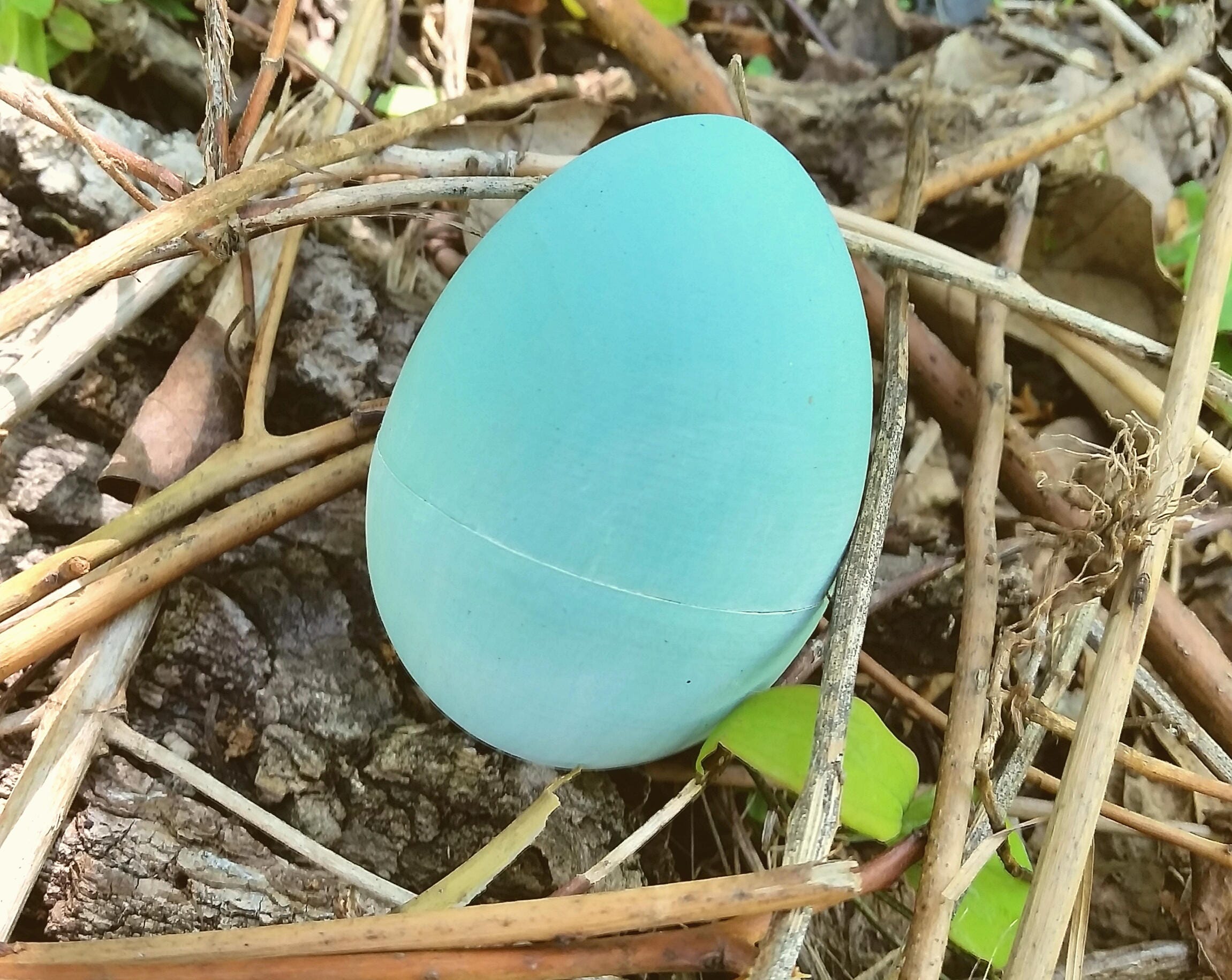 Great Blue Heron Egg for Science Education Natural History