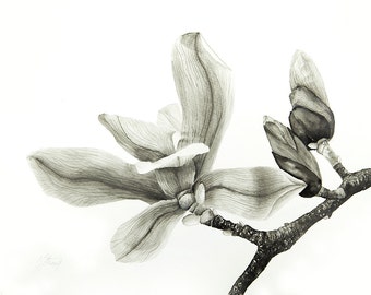 Magnoia blossoms, Monochrome aquarelle painting, fine art print