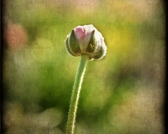 Ranunculus Flower in Pink and old texture, ttv. Fine Art Photography
