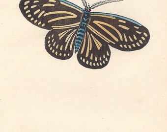 The Butterfly Moth. Antique engraving with original hand-colouring, circa 1832