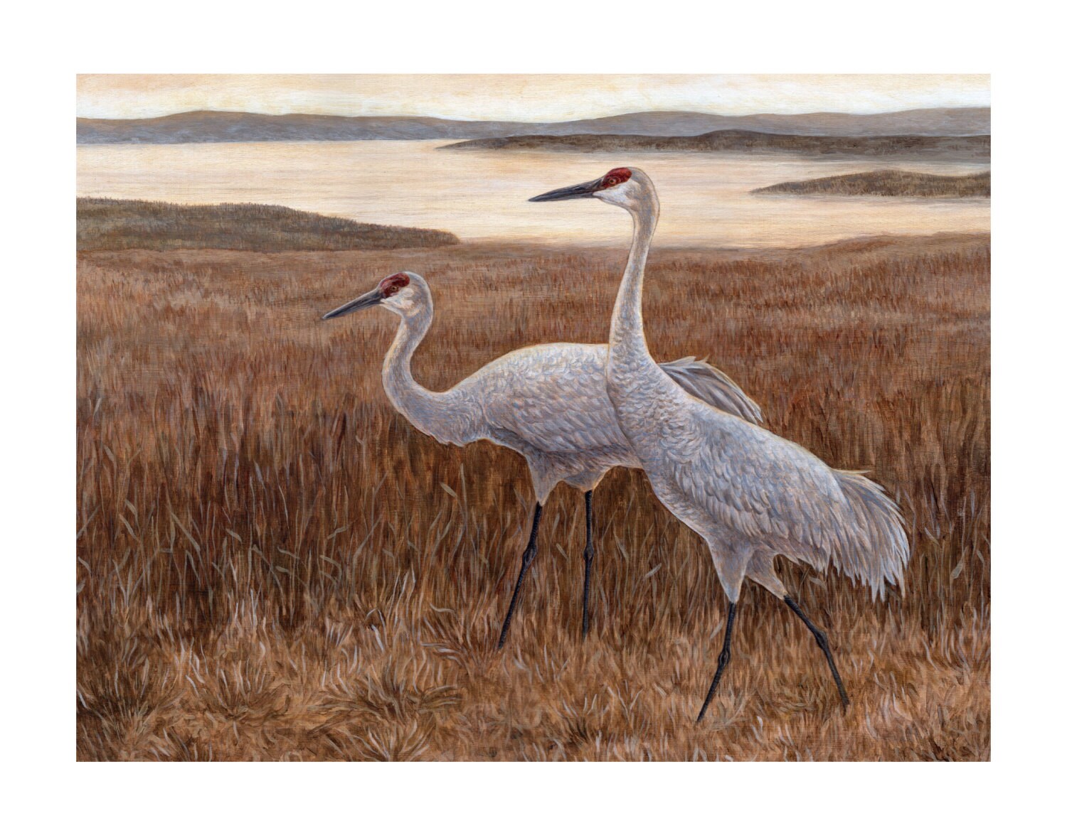 Sandhill Crane 11x14 Print