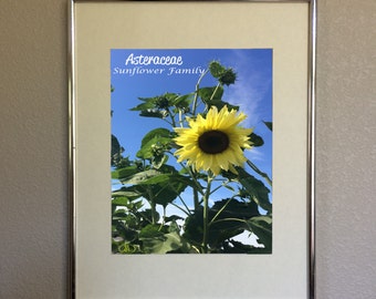 Asteraceae Sunflower Family Cheerful