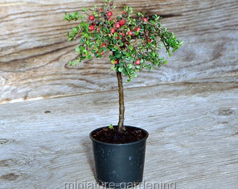 Cotoneaster dammeri, Streibs Findling, Standard, for Miniature Garden, Fairy Garden