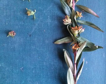 SINICUICHI (100 seeds) -Heimia salicifolia- Sun Opener, Shamanic, Relaxant, Improves Memory, Induces Sleep, Euphoria -