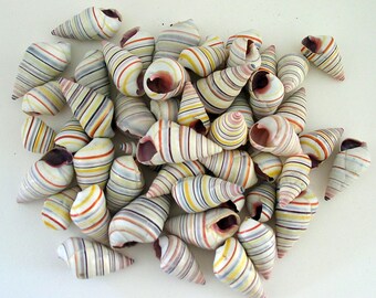 Land snails seashells Candy striped (50 shells) Liguus virgineus