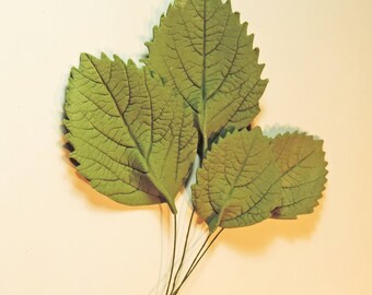 Hydragena Leafs - Final sale
