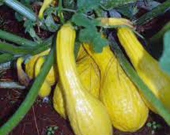 Squash, golden summer crookneck, heirloom, organic, 25+ seeds, tastes delicious