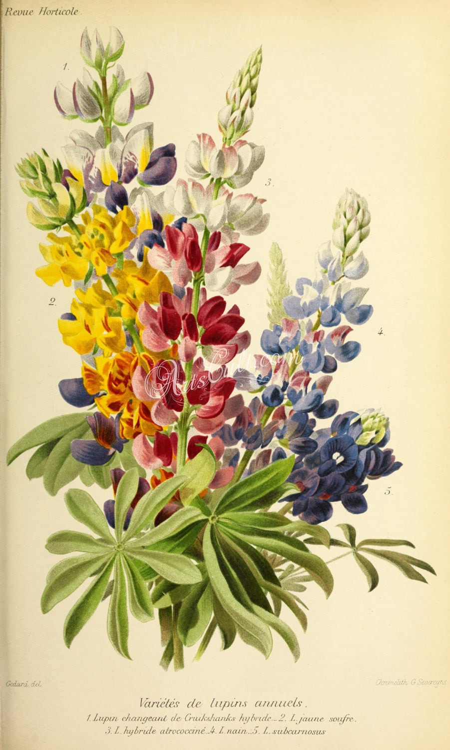 Download flowers-28244 - Lupin lupine lupinus flowering bouquet herbaceous perennial digital vintage ...