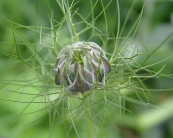 Fennel Essential Oil - 1 pound