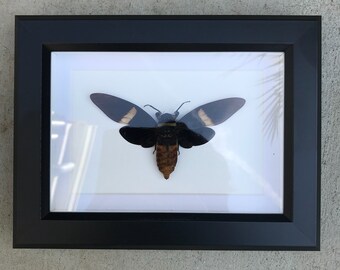 Tosena depicta cicada taxidermy display! Real!