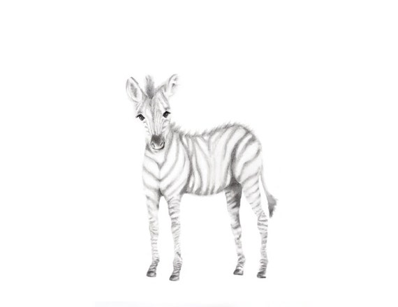 Zebra Art Print Safari Nursery Animal Nursery Art Baby