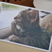 30 Sheets Korea Lovely Kitten Card Set