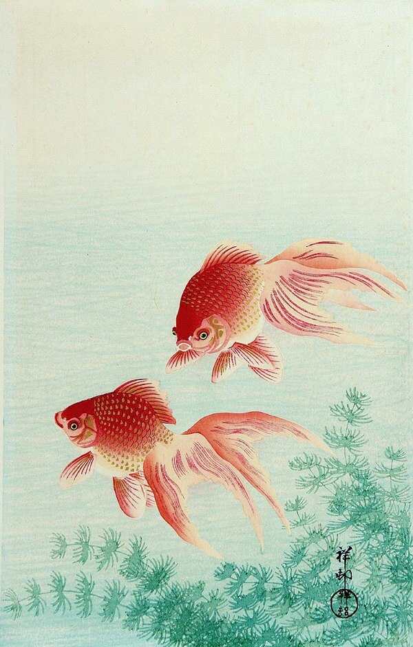 Japanese art Fish paintings Goldfish Ohara Koson FINE ART