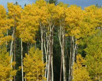 Populus Tremuloides Quaking Aspen Tree