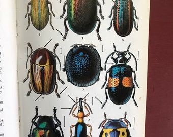 Vintage Peterson Field Guide to the Insects of America North of Mexico Borror White, 1970s paperback reference