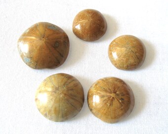 Fossil Sand Dollars, Sea Urchin Fossils, Madagascar Starfish, Prehistoric Sea Cabachon, Healing Crystals