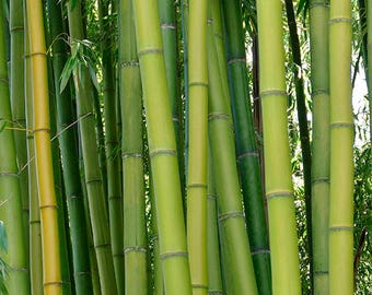 Digital Download Bamboo Photography Print
