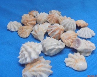 Craft Shells, Craft Seashells, Shells For Crafting, Kitten paw seashells, Real seashells, Natural seashells, Shell Home Decor, Wedding Decor