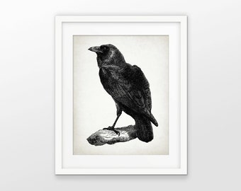Raven Art Print - Raven Poster - Raven Illustration - Raven Bird - Bird Art - Black Raven Bird - Single Print #1553 - INSTANT DOWNLOAD