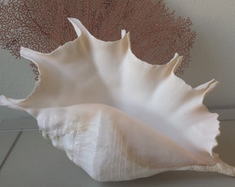Large Sea shells, Large Shell, Giant Spider Conch Shell, Sea shells, Beach Decor, Nautical Decor, Coastal Decor