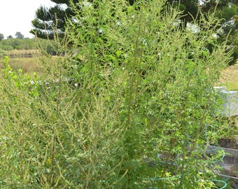 Quing-Hao (Sweet Annie) Seeds