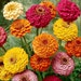 Zinnia Cut And Come Lilliput Mix * 50 Seeds ... seeds galore