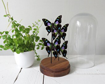 Real butterflies: Graphium weiskei 4 x in Saldivar/glass bell/glass dome