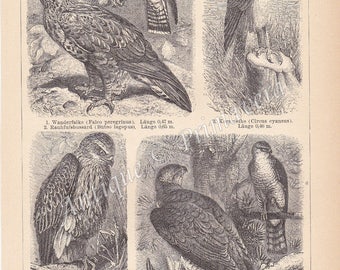 1894 Birds of Prey - Falcons: Sparrow Hawk, Peregrine Falcon, Goshawk, Red Kite etc. Original Antique German Engraving