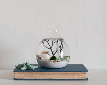 Marimo Moss Ball Terrarium, Marimo Terrarium, Marimo Terrarium Kit, DIY Terrarium Kit, Gift for Him, Boyfriend Gift, Aquatic Decor, Boho