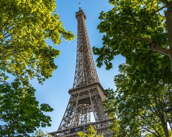 Eiffel Tower through the Trees
