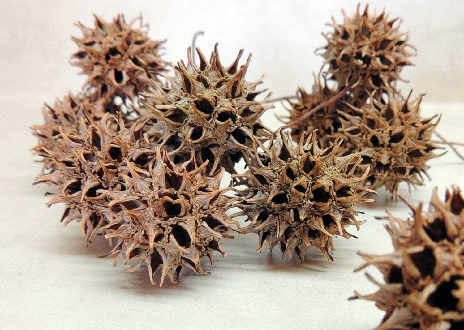 tree seeds
