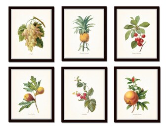 Antique Fruit Prints Set No. 2, Redoute, Fruit Prints, Gallery Wall Art, Giclee, Illustration, Print Sets, Botanical Prints,Kitchen Art