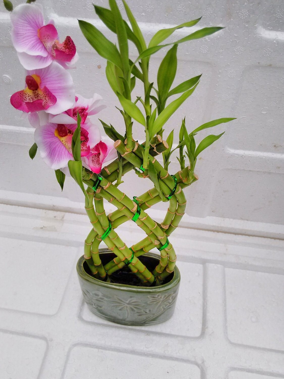 Live 8 Braided Style Lucky Bamboo Plant Arrangement with green