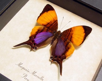 Real Framed Purple Orange Conservation Quality Butterfly Display 300