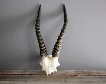 African Antelope Antler Taxidermy Freestanding Unmounted Natural Skull and Horns