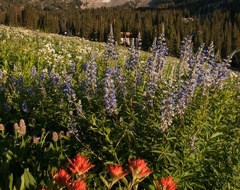 Wildflowers of Utah — Alta, UT